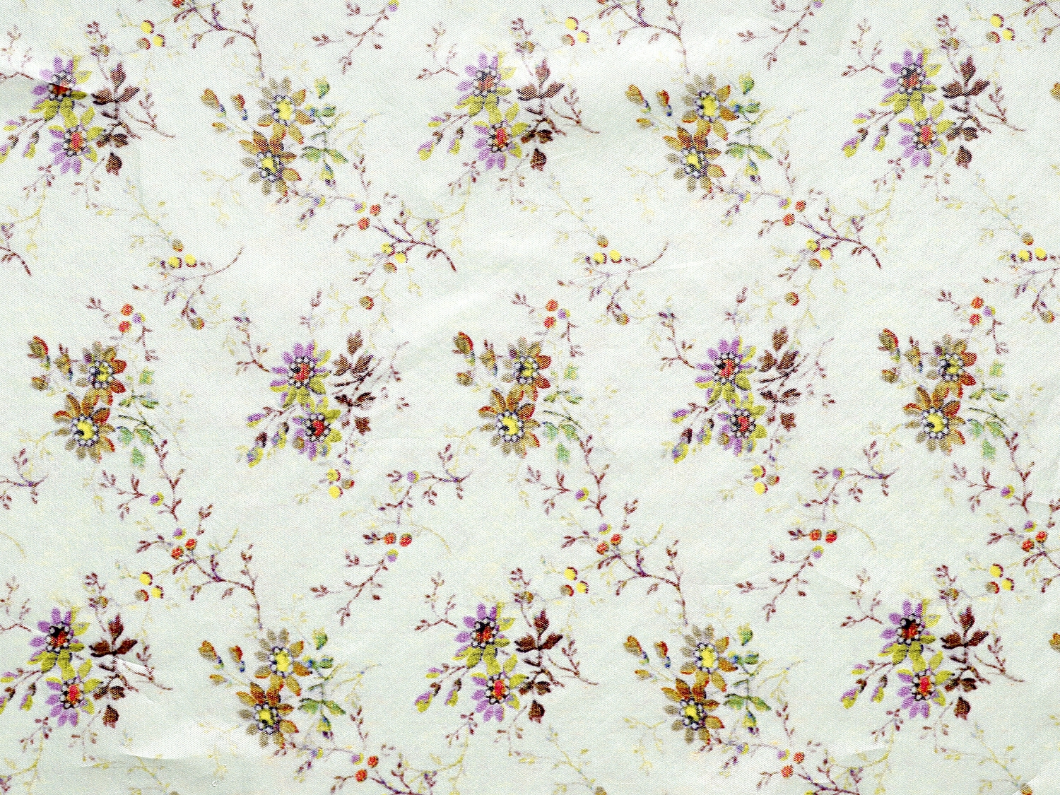 'bleiche LICHTNELKE'