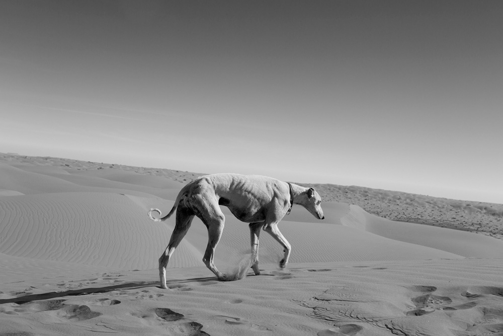‘Les cendres au fond du jardin’, Fotobuch