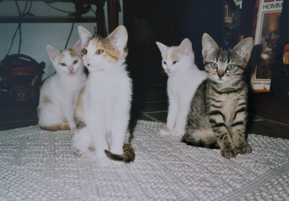 ‘Les cendres au fond du jardin’, photo book