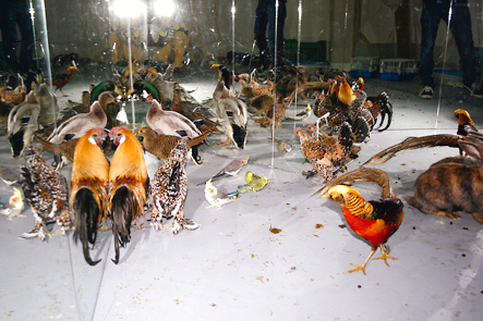 'Souvenir de Chine', backstage