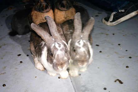 'Souvenir de Chine', backstage