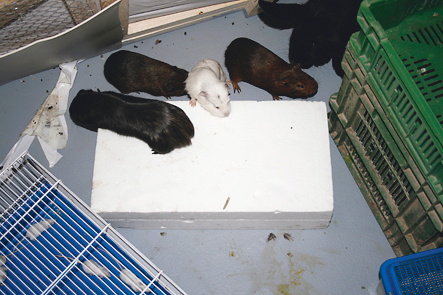 'Souvenir de Chine', backstage